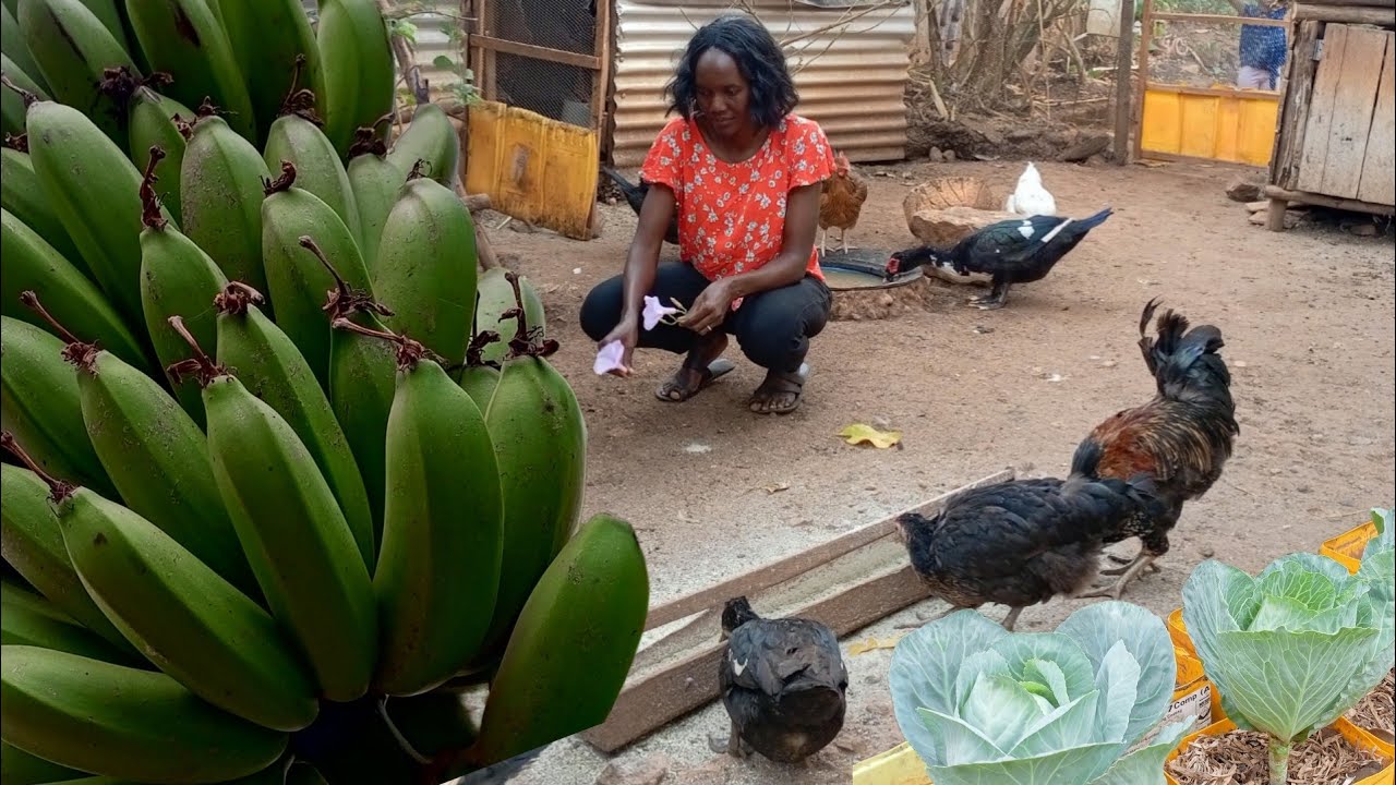 A Morning In Our Small Backyard Farm.