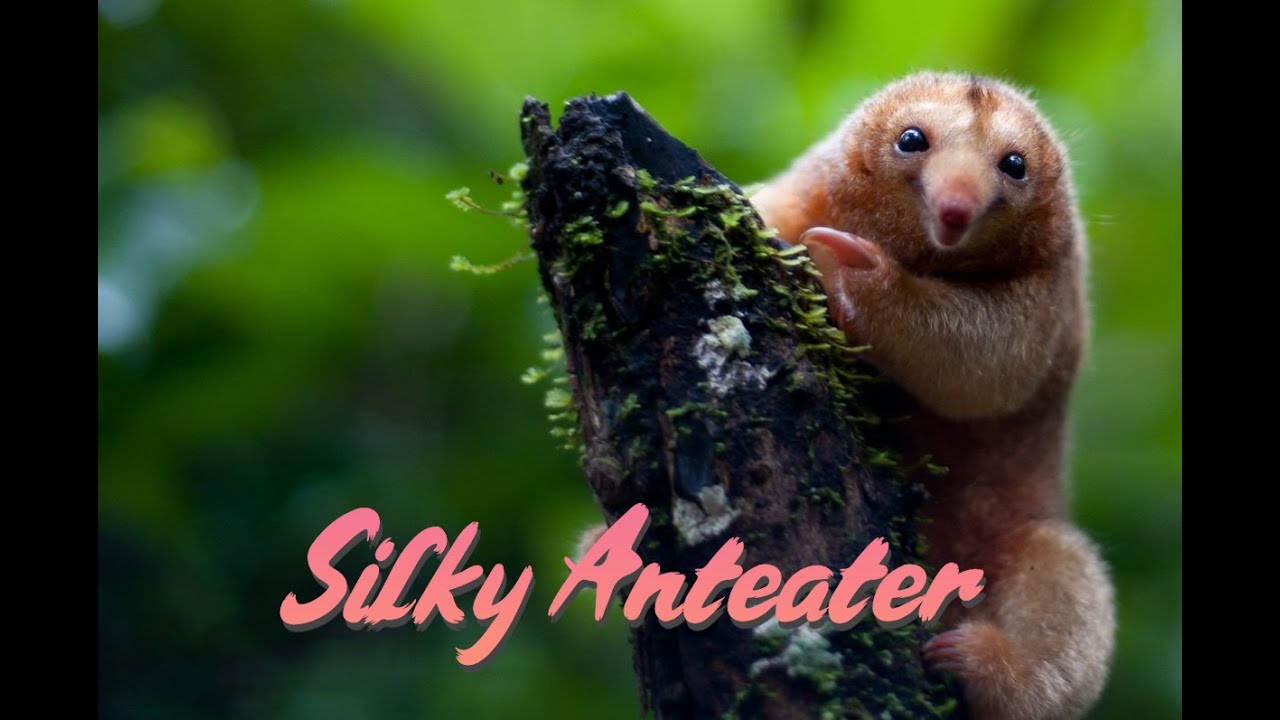 The Silky Anteater: The Softest Animal You’ve Never Seen