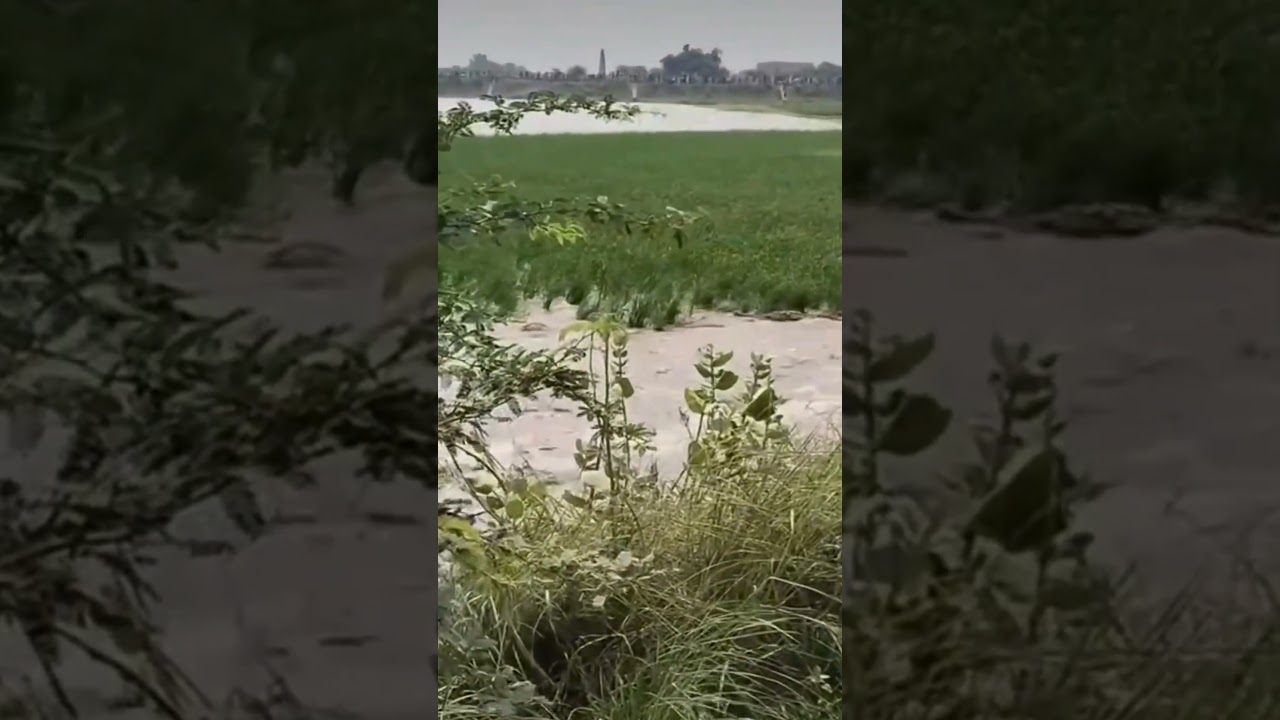 #SardarJiTusiGreat#PunjabKisan #KisanKiHaalat #FarmerStruggle #KhetiBadi #FasalBarbad