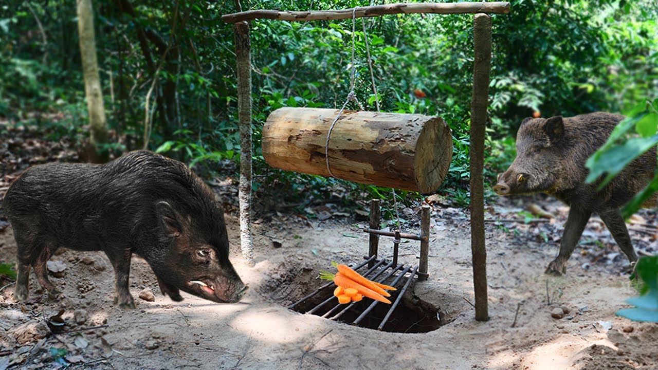 Primitive technology - Build Amazing Wild Pig Trap Make From Big piece of cheese