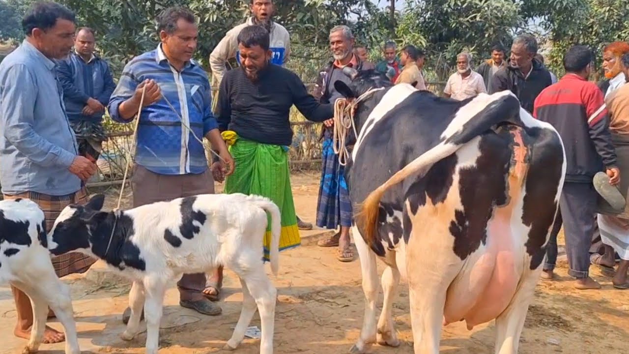 @আজ ২৬/১/২৬ | উন্নত জাতের দুধের গাভী ও বাছুর গরুর দাম | রানীগঞ্জ হাট |দিনাজপুর 