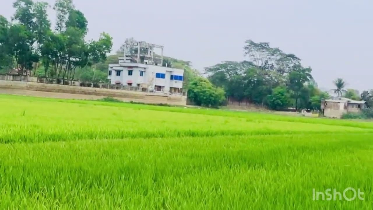 মইয়া হাওর জগন্নাথপুর সুনাম গন্জ।