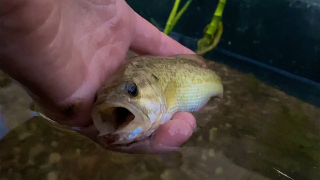 Catching Baby Bass For The Mini Pond!