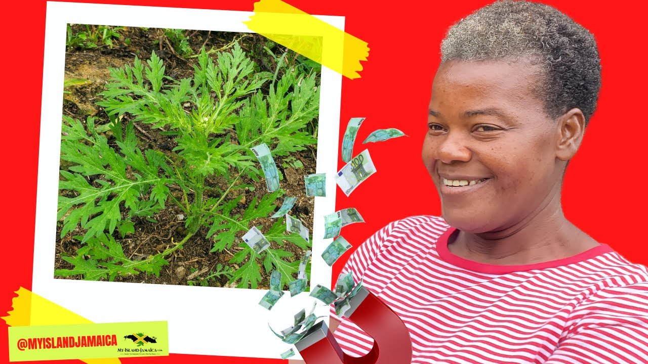 💰Folklore claims it ATTRACTS Money BUT it does WAY more for your health 🌿 🇯🇲