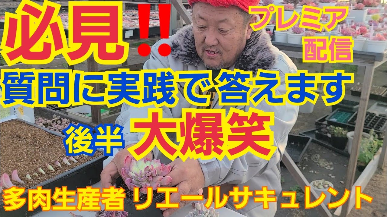 【多肉植物】【ガーデニング】必見‼️みんなの質問に実践で答えます‼️後半大爆笑(爆)2023年3月13日