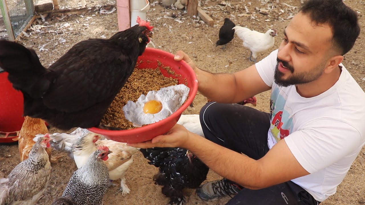 tavukların yumurtlaması için ne yapılmalı ?