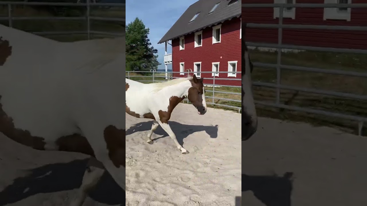 Rearing up training with my horse,out of my perspective