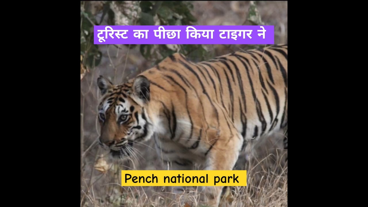 Turia Gate. Khawasa .and Teliya Buffer zone Tigers Sighting.Pench National Park 2025 .