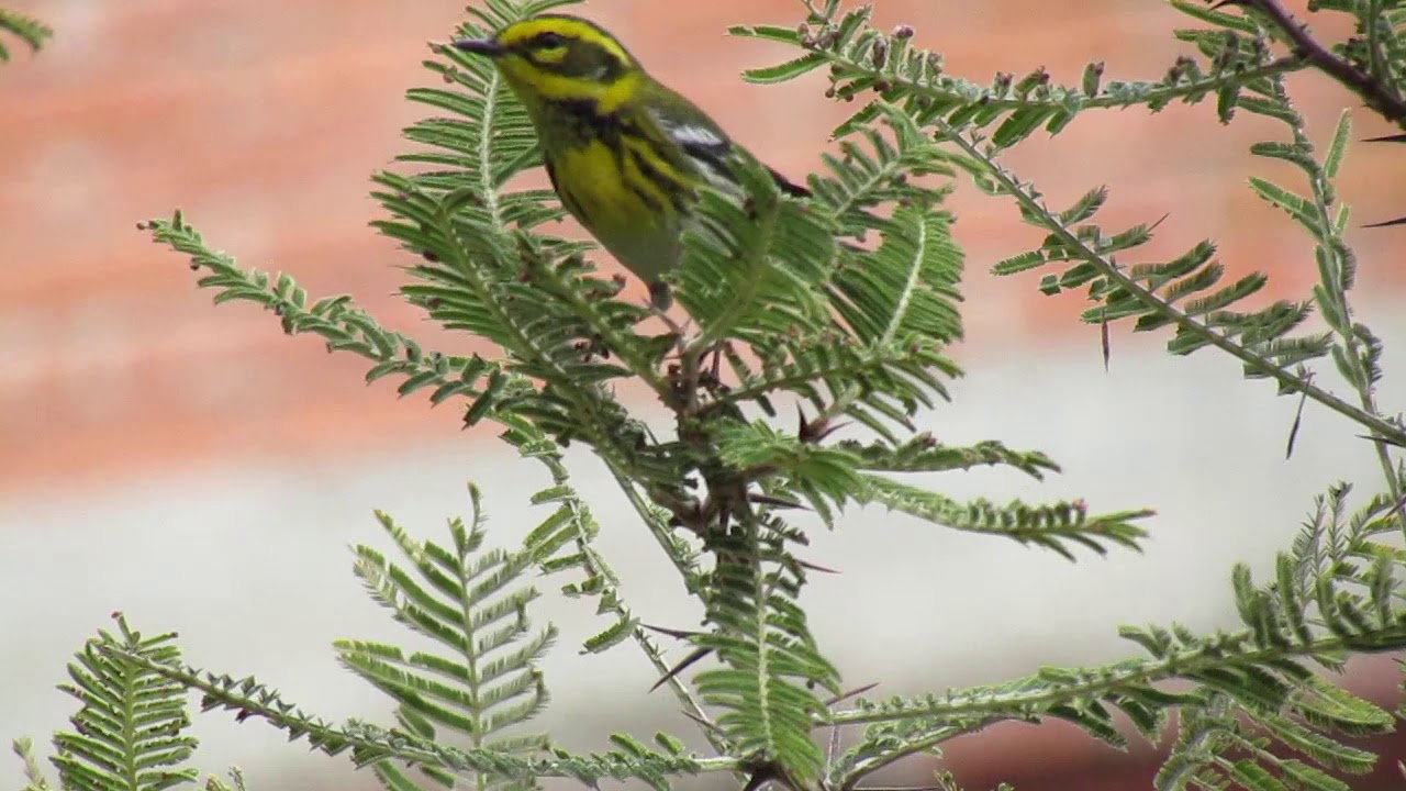 Townsend's Warbler