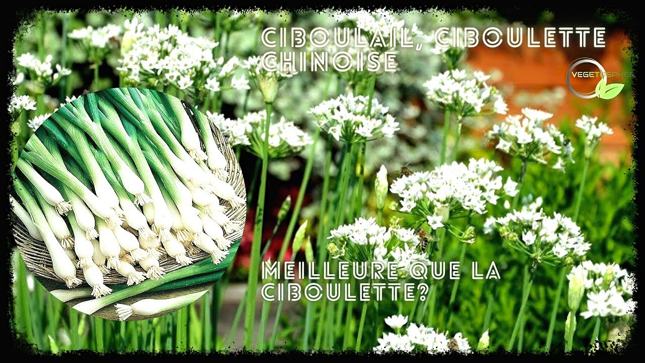 Ciboulette chinoise, ciboulail #ciboulette #vegetosphere #aromatiques #plantes