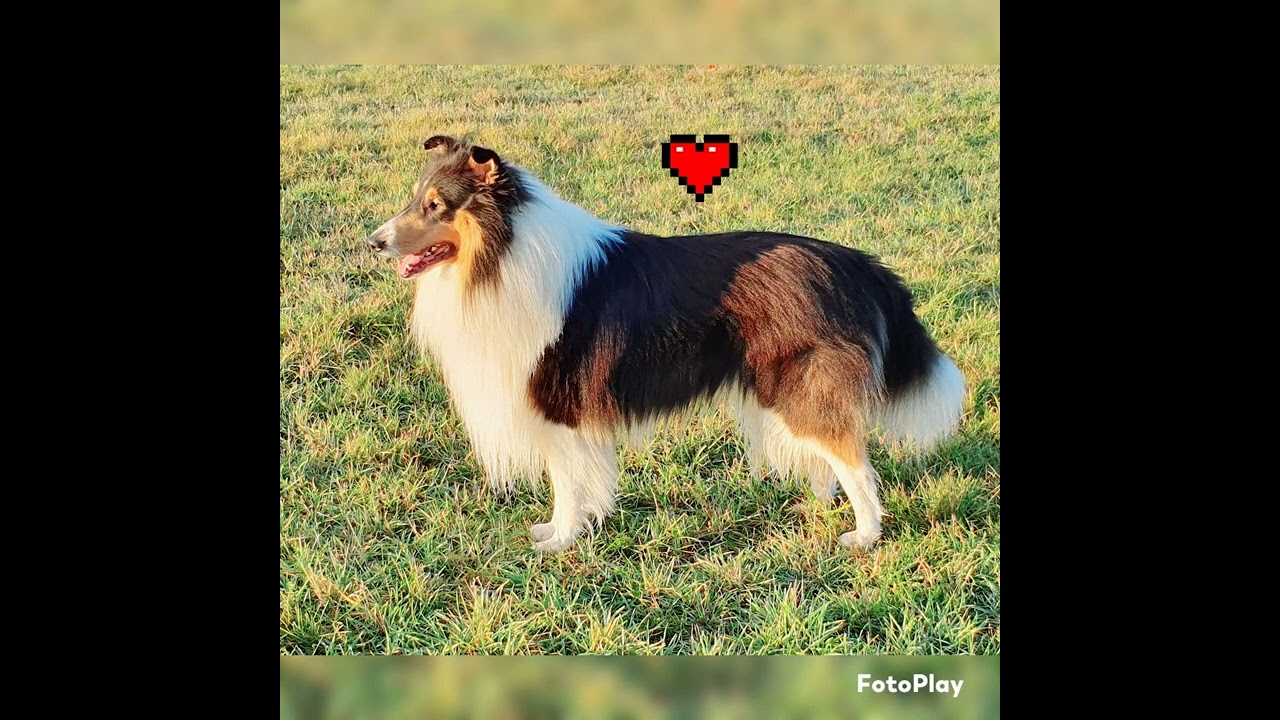 Liebeslied für meinen Hund