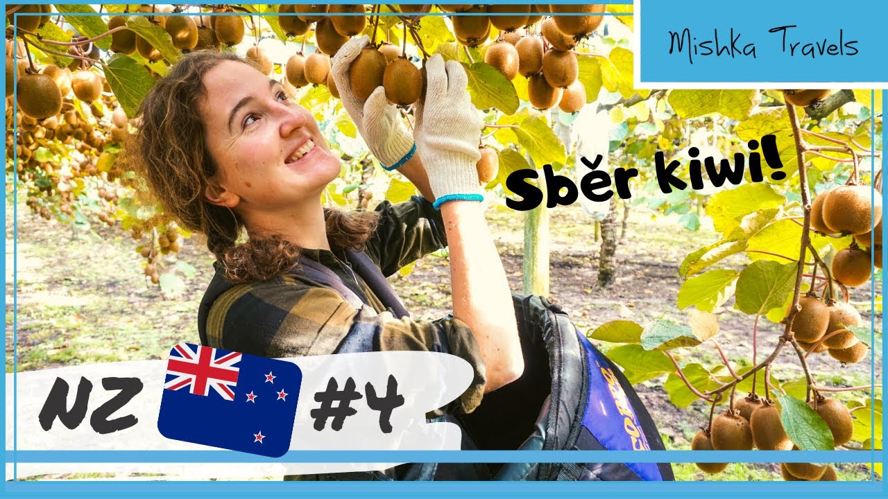 #4 TE PUKE: Jak se sbírá kiwi a kolik si vyděláte? | NOVÝ ZÉLAND Working Holiday
