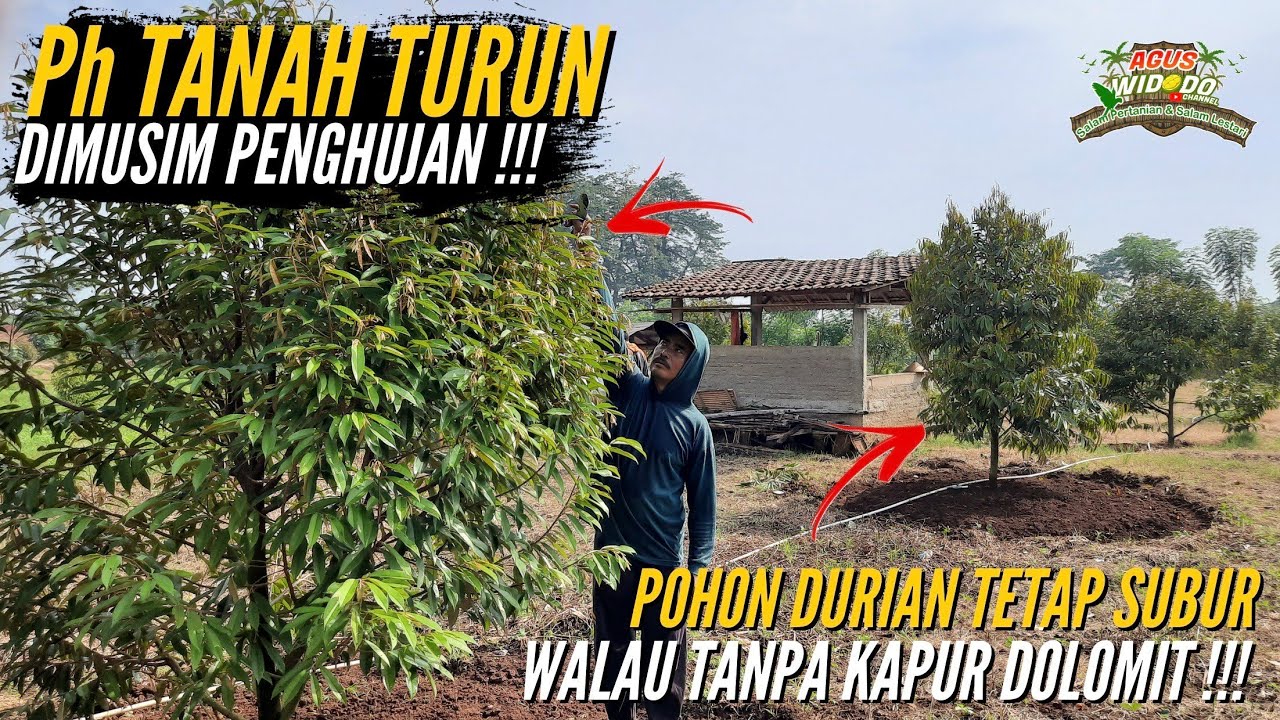 Rawat Kebun Durian Pak Ragil Usia Tanam 20 Bulan..!! Saat Masuk Musim Hujan Bertahan Tanpa Dolomit.