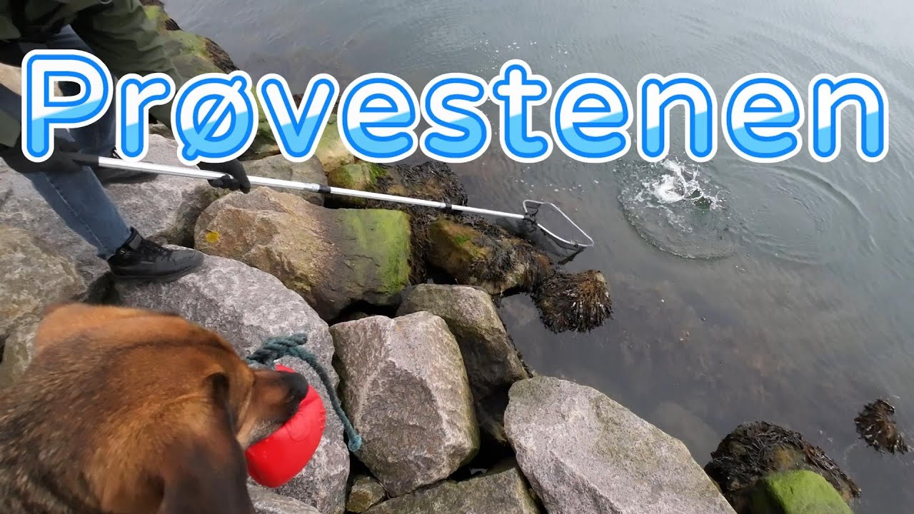 Prøvestenen. Forårs Havørreder, Marts 2023