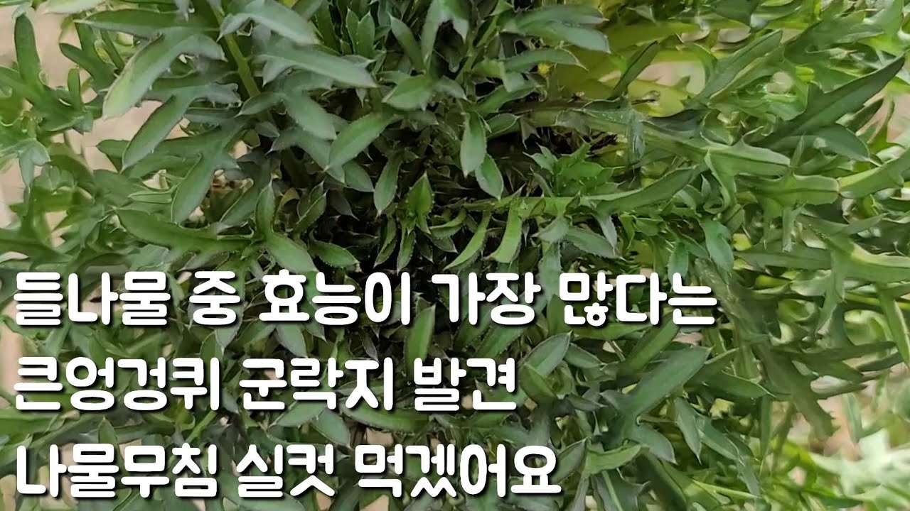 귀한 큰엉겅퀴 나물 숙채 생채 맛보았네요