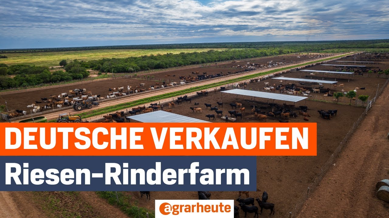 91 Mio. Dollar: Deutsche Betreiber verkaufen eine der größten Rinderfarmen Paraguays