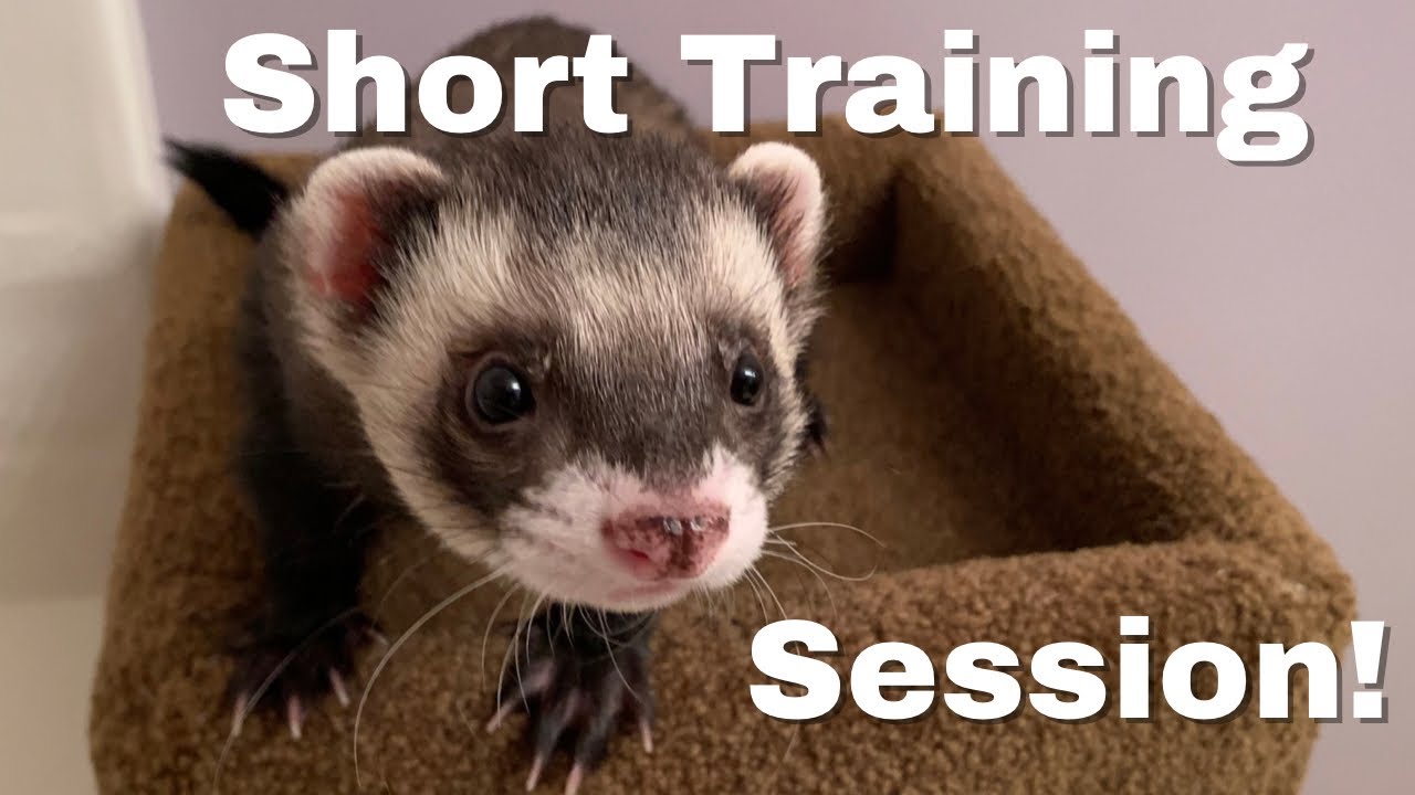 Short Ferret Training Session with Simon!