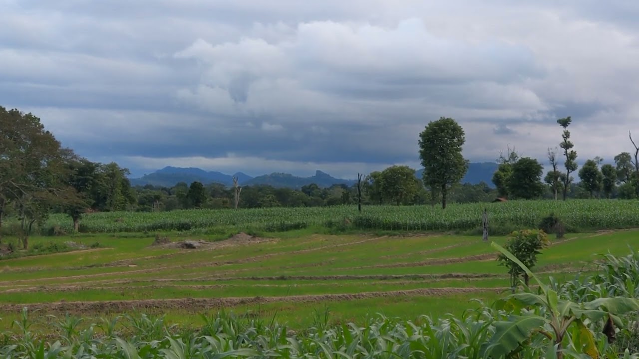 Live cam in rural Sri Lanka 🇱🇰 | Corn cultivation & Paddy field | North eastern monsoon | December