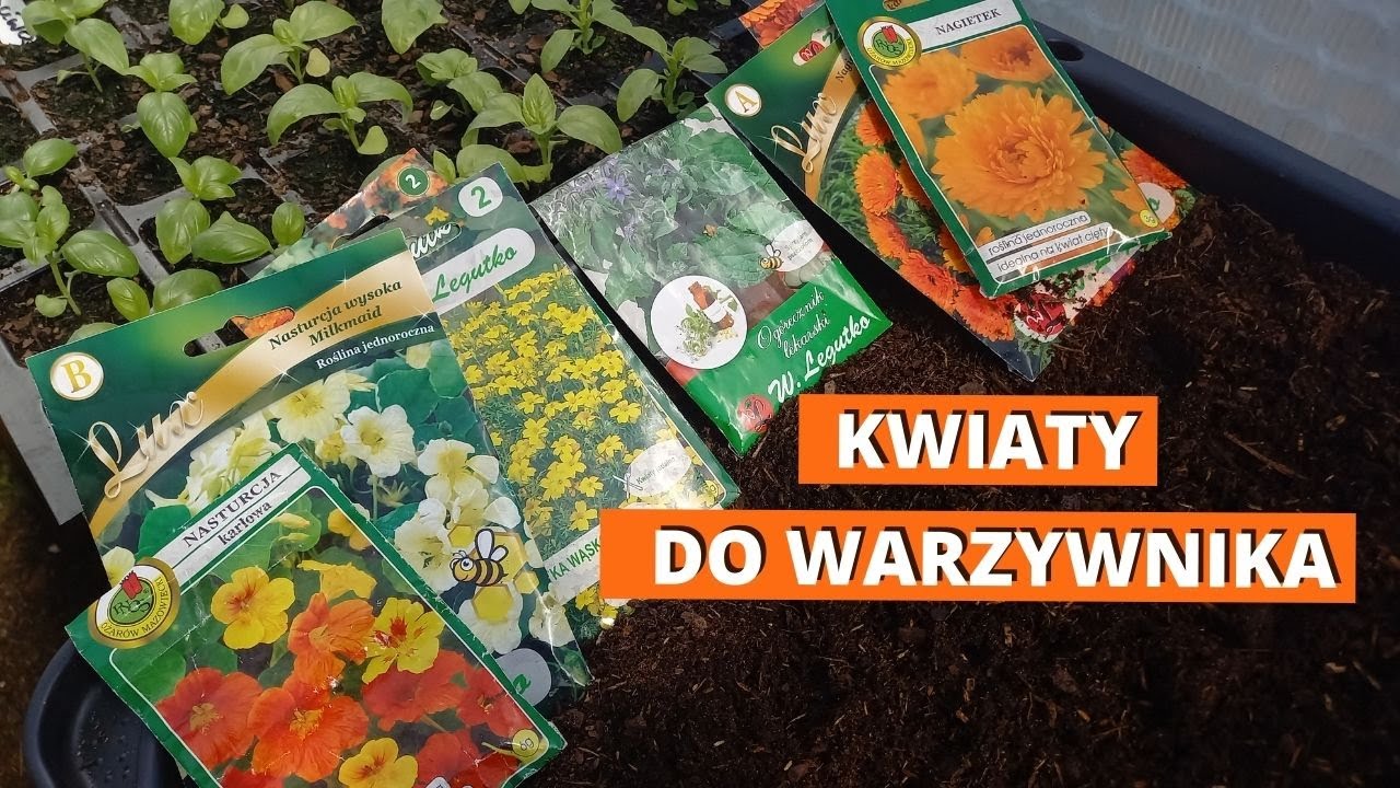 Kwiaty do warzywnika: aksamitka, nasturcja, bazylia, ogórecznik i nagietek.