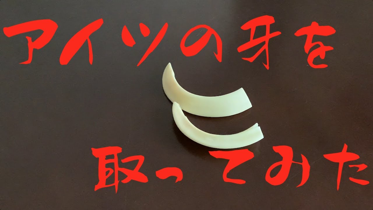 【狩猟番外編】この前のイノシシが立派な牙だったので取り出してみた