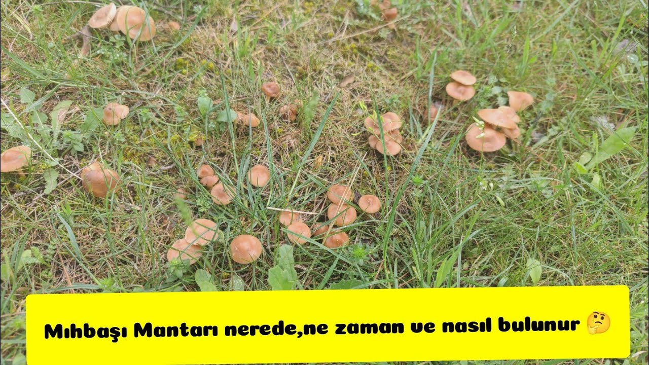Mıhbaşı mantarı nerelerde,ne zaman ve nasıl bulunur ? Mıh tepesi, &ccedil;ivi mantarı, marasmius oreades