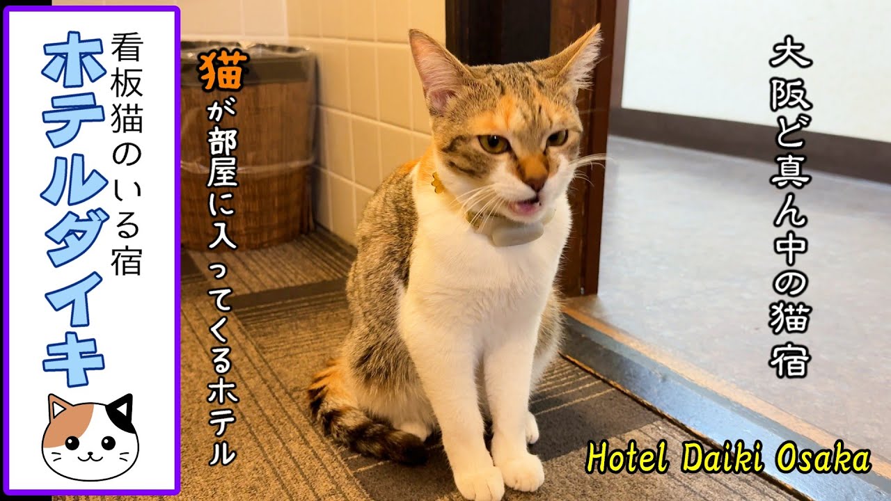 【看板猫のいる宿】猫が部屋に入ってくる大阪繁華街にあるホテル ホテルダイキ Oosaka cat Hotel Daiki trip