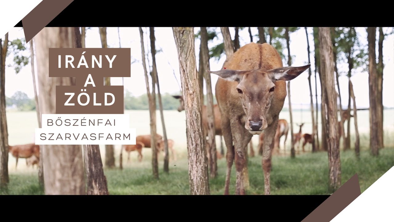 Irány a zöld - Bőszénfai Szarvasfarm