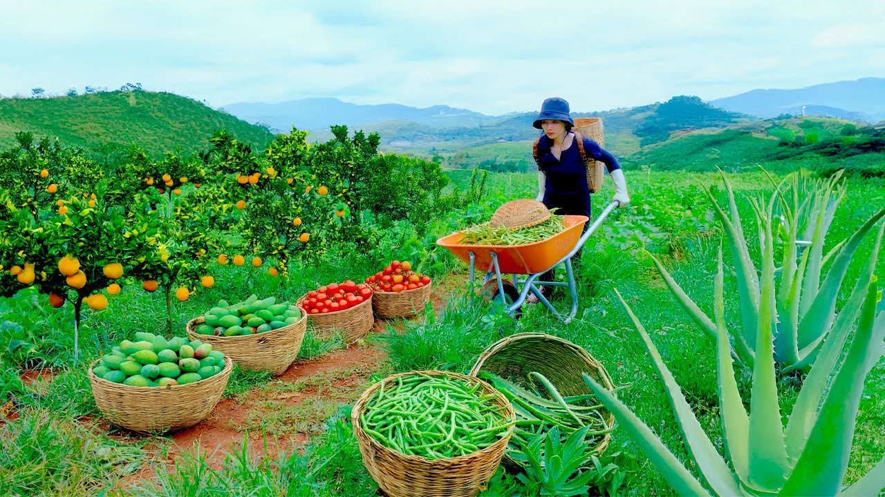 Harvest, Sell, Cook: Yardlong Beans, Grapefruit, Aloe Vera, Mangoes, Tomatoes –Farm,  Livestock.