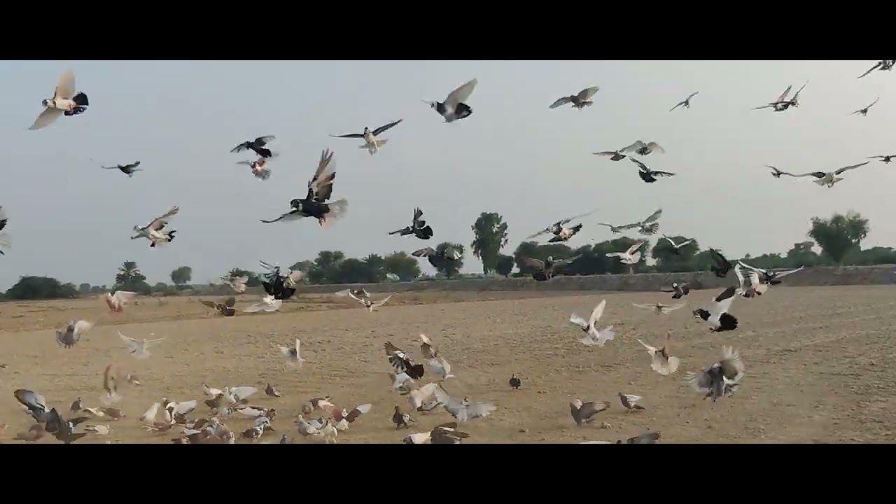 Dera Ghazi Khan Kabootar Bazi