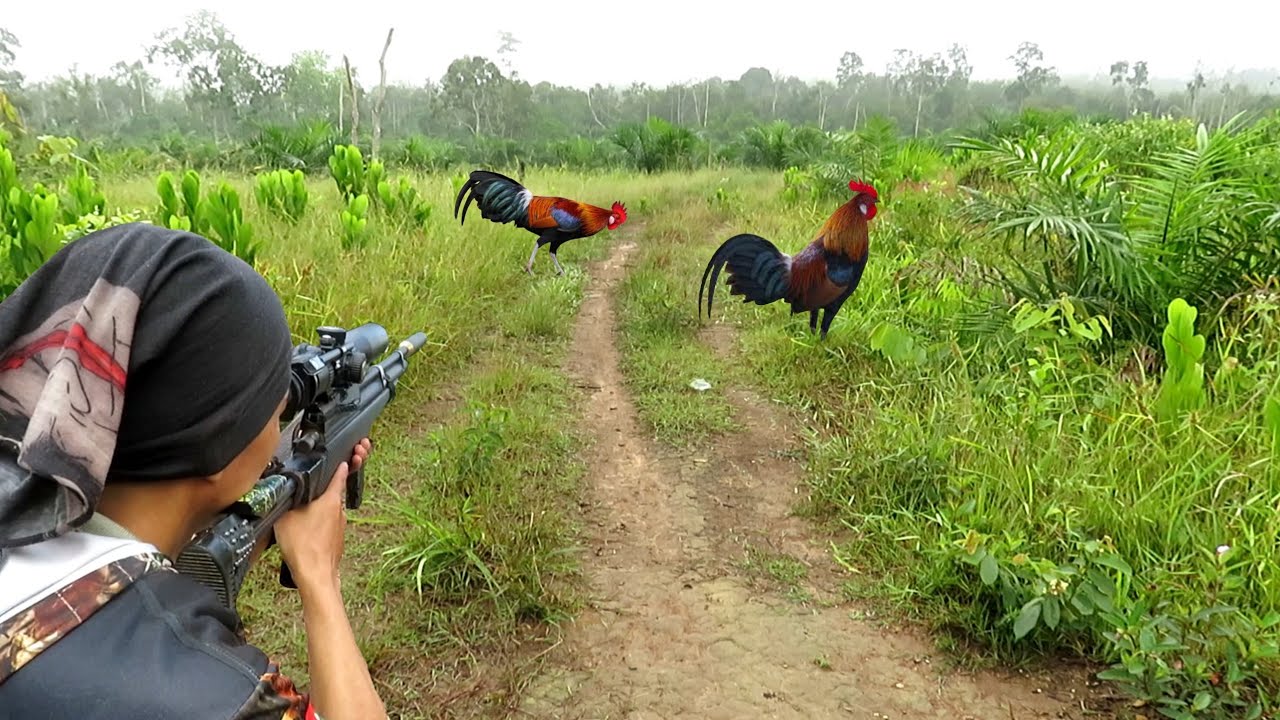 Berburu Ayam Hutan di Tengah Rimba, Langsung Dimasak di Alam
