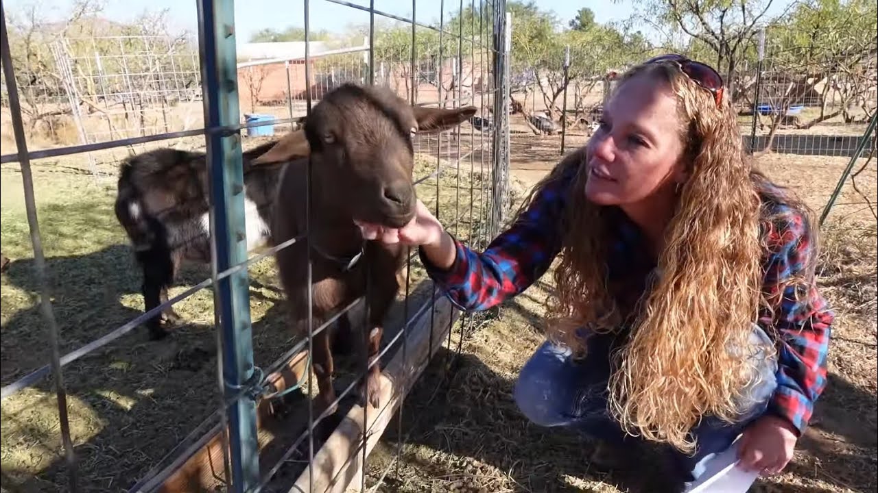 DUE DATES! / Breeding 22 Goats at the SAME TIME