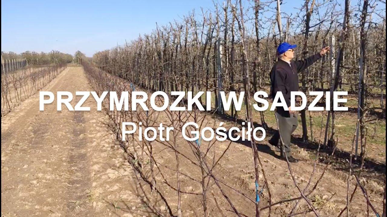 Przymrozki w sadzie - ocena zniszczeń
