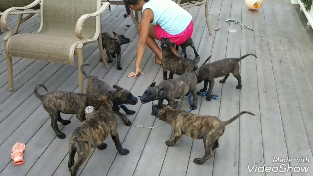 Dutch Shepherd puppies 8 weeks old