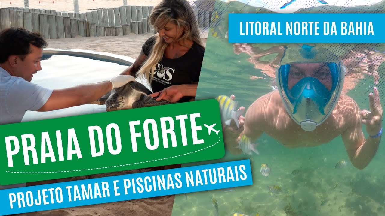 Conhecendo a vida marinha e o Projeto Tamar na Praia do Forte