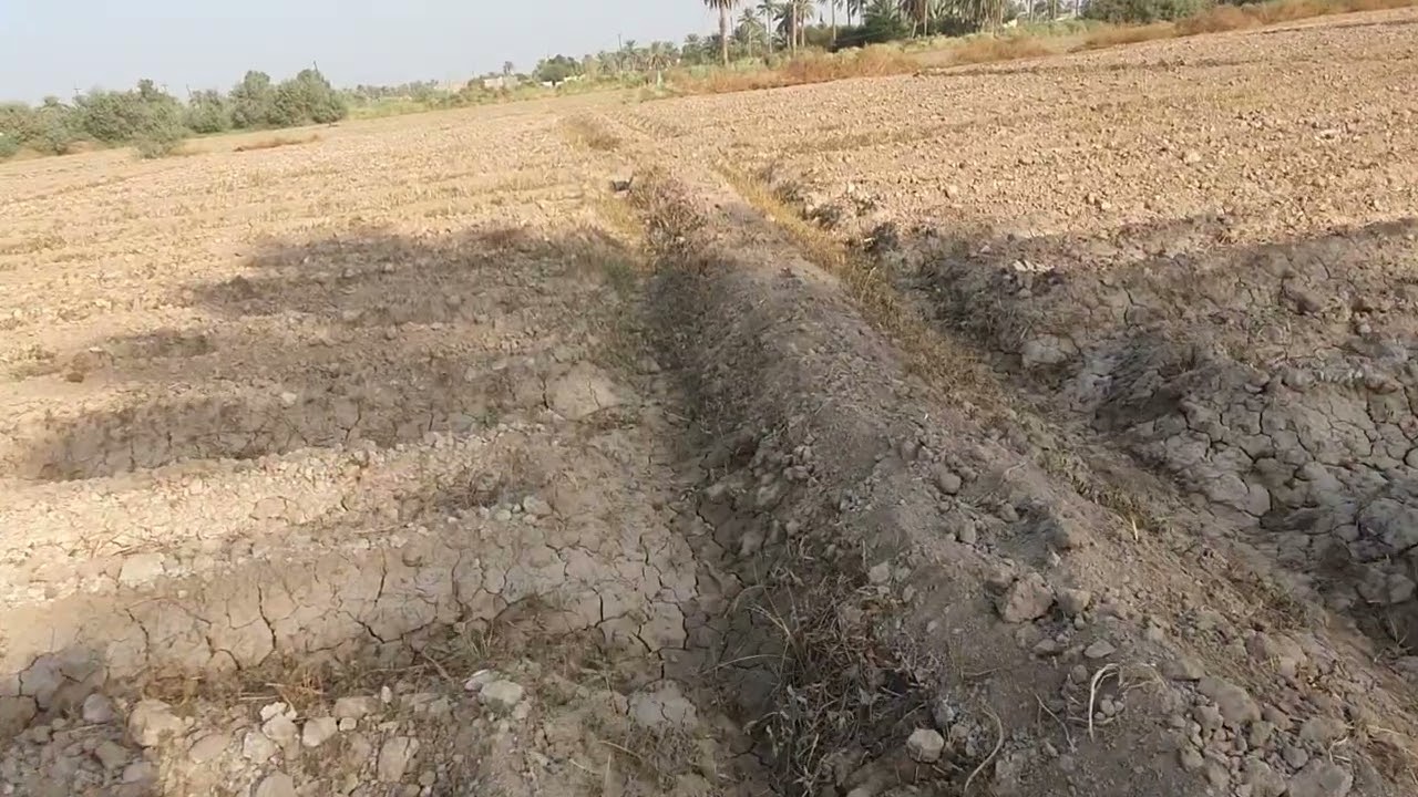 تنظيف محصول البطاطا من الأدغال بالعراق
