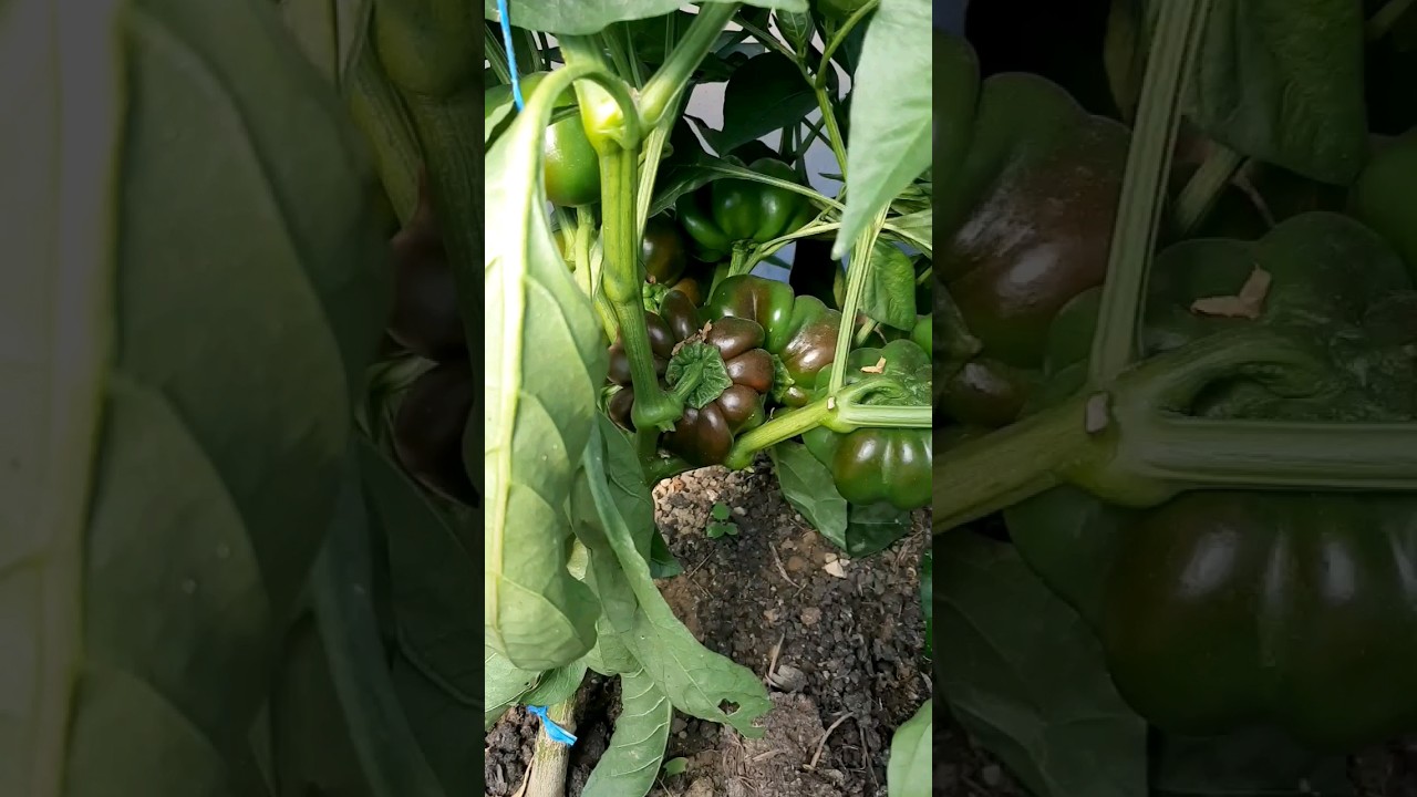 Rețetă Fertilizant 100% Natural Pentru Ardei Mari Și Sănătoși Bio