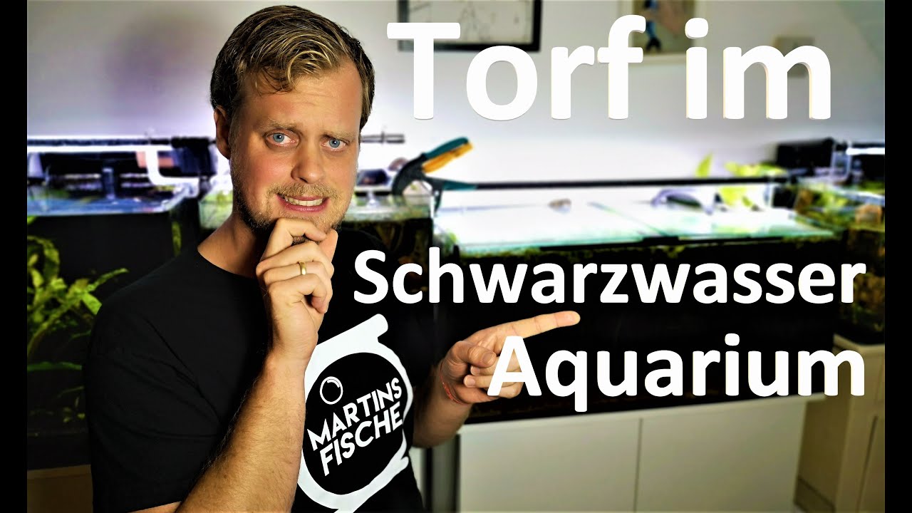 Torf im Aquarium - Wie setze ich ihn richtig ein? Schwarzwasser Biotopaquarium