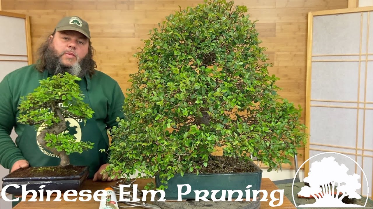 Обрезка китайского вяза бонсай! — Greenwood Bonsai