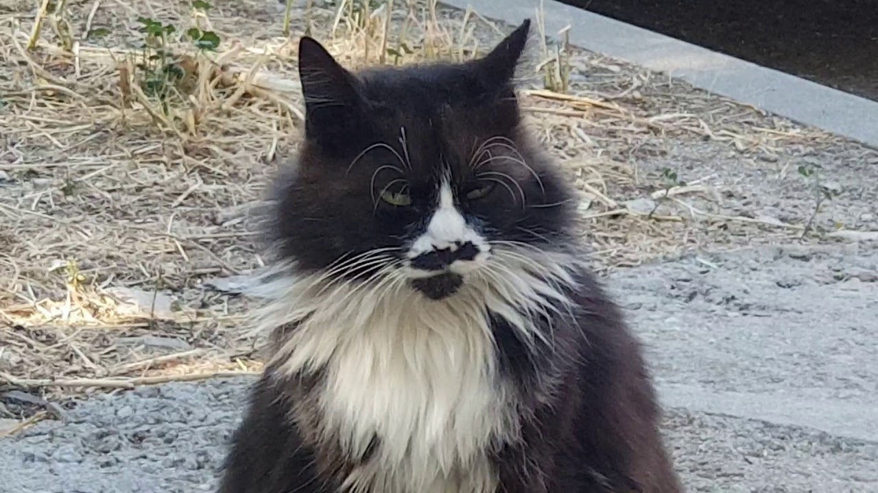 Gata Mel!!!!