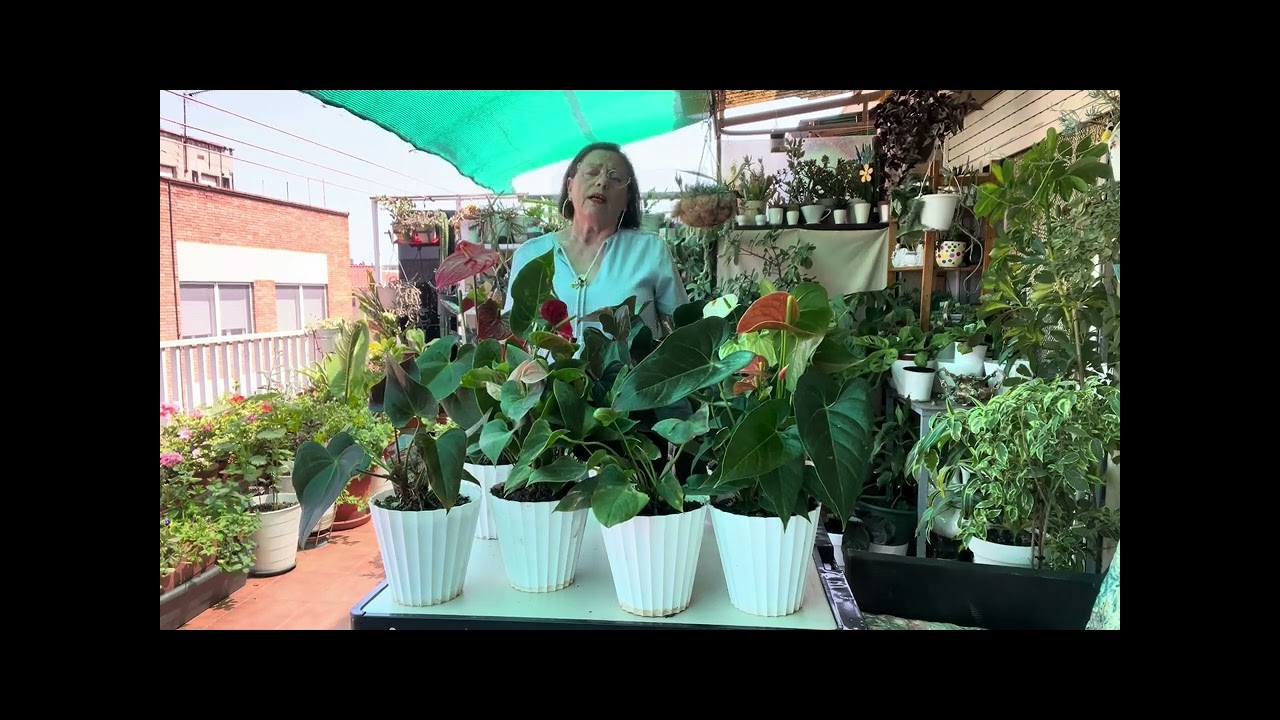 Anthurium și Yucca