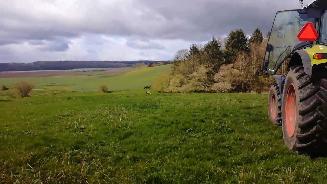Stutteri Amh&oslash;j lukker hingstef&oslash;l p&aring; sommergr&aelig;s