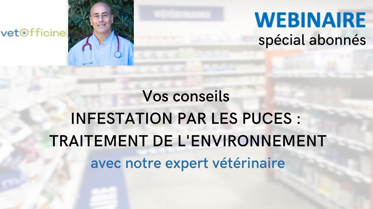 Infestation par les puces : conseils pour le traitement de l'environnement