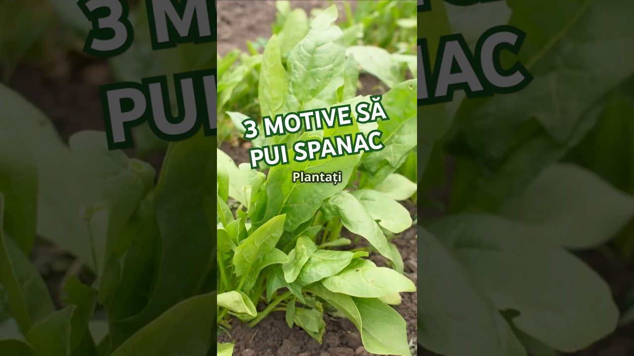SPANACUL nu trebuie să lipsească din grădină  #gradinarit #legumicultura #permacultura #viatalatara