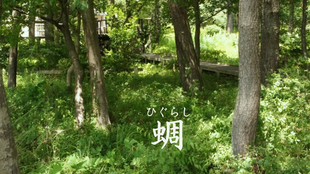 蜩（ひぐらし）　 石川さゆり