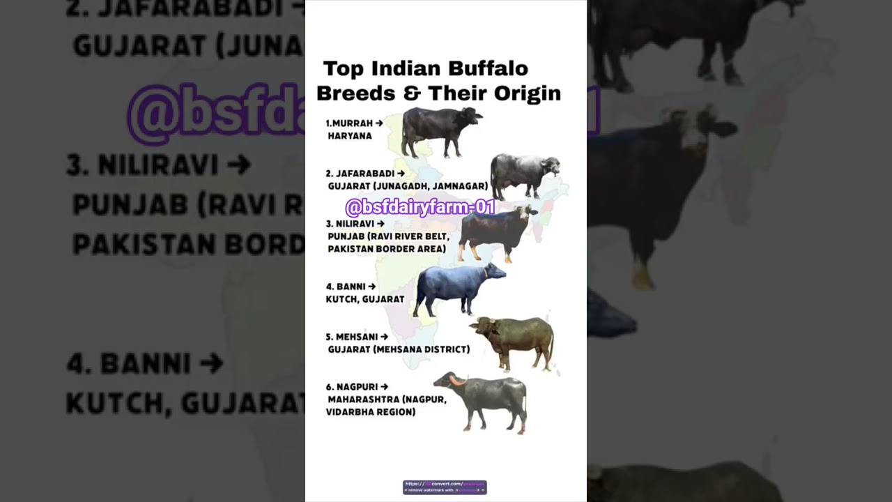 Top 5 buffalo Breed #dairyfarm #dairyfarming #milk #viral #viralshort #viralvideo