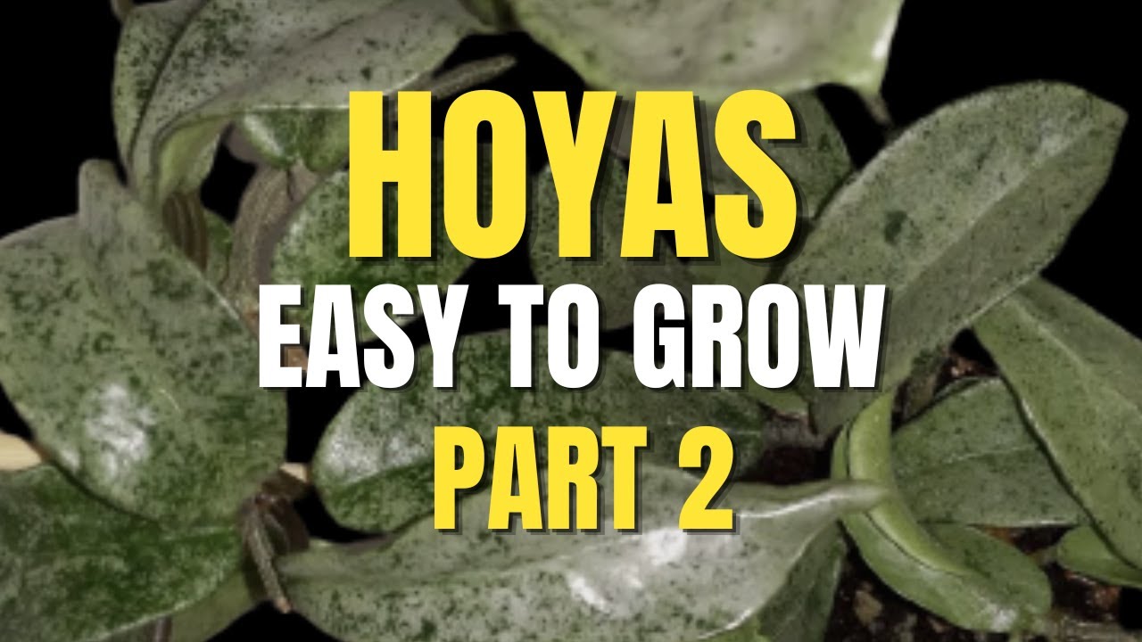 💙💛Unpretentious, inexpensive and very beautiful Hoyas, part 2