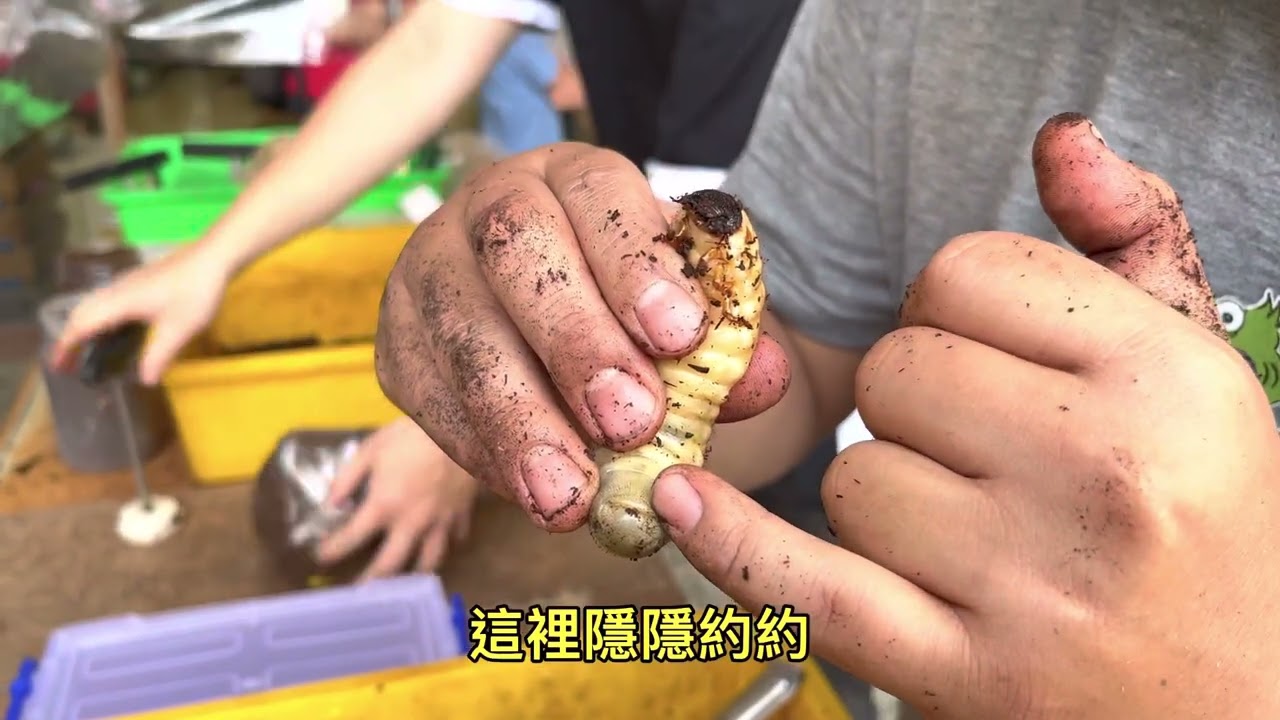 雞母蟲得救了😆