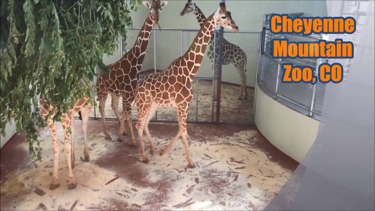 Cheyenne Mountain Zoo Giraffes