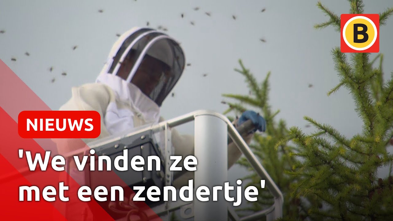 Zo wordt een NEST van Aziatische HOORNAARS WEGGEHAALD | Omroep Brabant