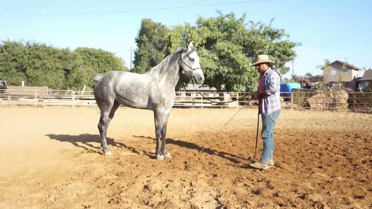 (1/5)Como controlar y domar un caballo inquieto!! INICIANDO RIENDA!!! TRABAJO DE PISO! DOMA NATURAL!